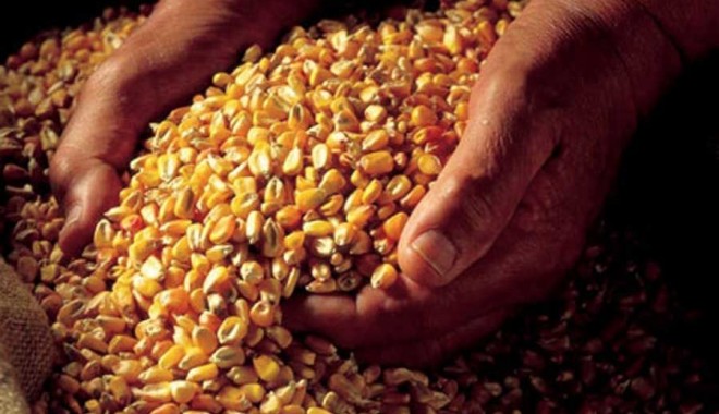 Tone de cereale, confiscate în portul Constanța - 21octombriecerealeconfiscateport-1413877759.jpg