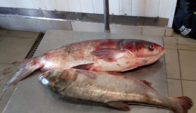 Peste 60 de kilograme de pește, transportate fără documente legale, confiscate de oamenii legii - 220301-1553243989.jpg