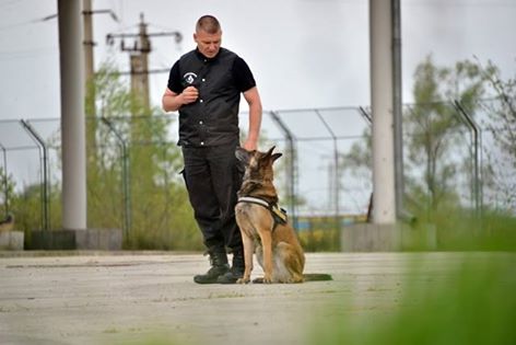 Polițiștii stopează fenomenul contrabandei de țigări cu ajutorul câinilor - 22apriliecontrabanda-1429690130.jpg