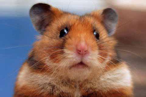 Hamsterul poate fi dresat? (1) - 23novhamster132206100811-1322096334.jpg