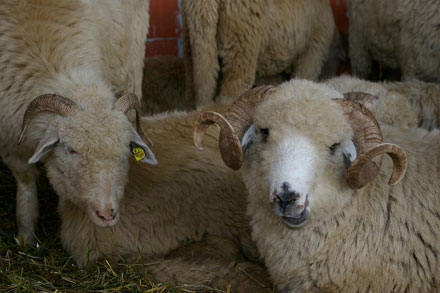 Tunisienilor le este teamă să consume carne de oaie din România. Află ce s-a întâmplat! - 2402ovine11-1351079897.jpg