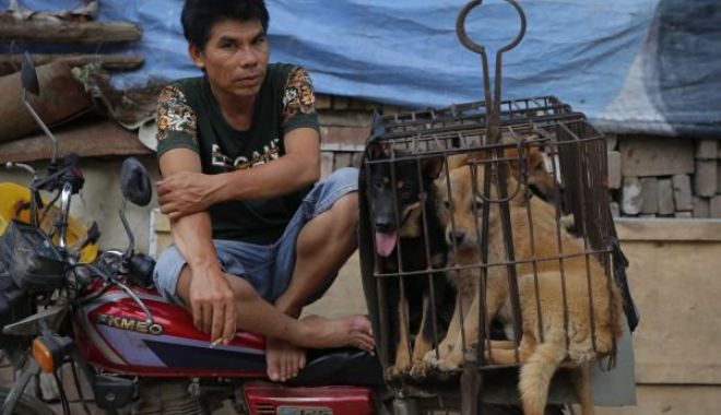 Consumul de carne de câine ar putea fi interzis în Coreea - 24carnedecaineagerpres8781422-1529588232.jpg