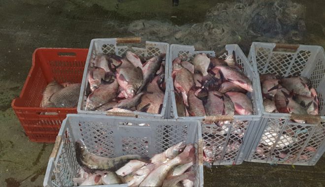 CAPTURĂ PE LAC. Sute de kilograme de pește, confiscate de Garda de Coastă - 24novpestegarda1-1606205932.jpg