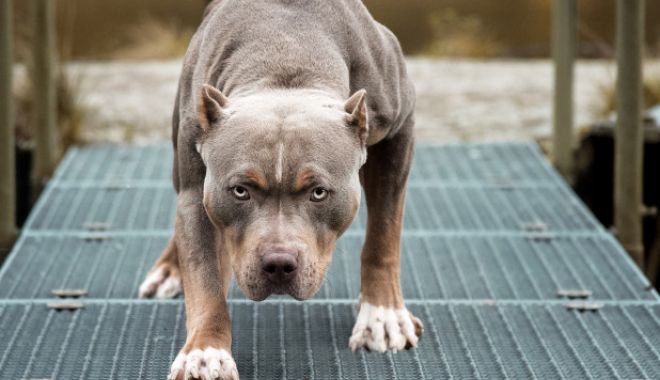O tânără a ajuns la spital după ce a fost atacată de un pitbull, bichonul ei fiind omorât / Jandarmii n-au putut prinde câinele, animalul este acum în libertate - 25cae4d29dc6457f8624c909c0ca3127-1569062893.jpg