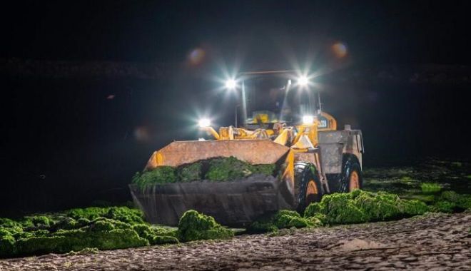 Două utilaje de la Mureș și Crișuri, aduse pentru a aduna algele de pe plajă. 24 de camioane acționează, noapte de noapte - 25da20e838ec49ce8bafe3357c3b287f-1596465414.jpg
