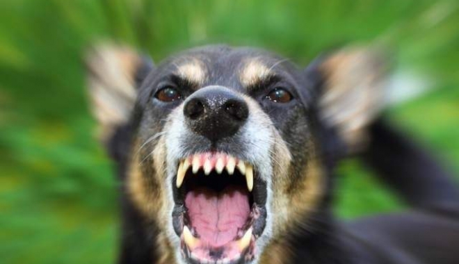 MUȘCATE DE CÂINI DE LUPTĂ SCĂPAȚI DIN CURTE! Una dintre victime a rămas fără un testicul, alta are piciorul sfârtecat - 260449main1-1515936788.jpg