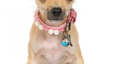 Un chihuahua a fost atacat de o bufniță la o plimbare cu stăpânul prin parc! - 26f6b27f063501b758bc35934dc5e73c.jpg