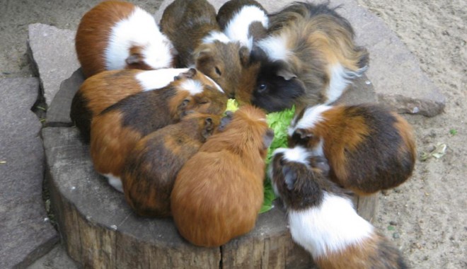 Și porcușorii de Guineea fac insolație - 26iunieveterinarporcusoriguineea-1340722756.jpg