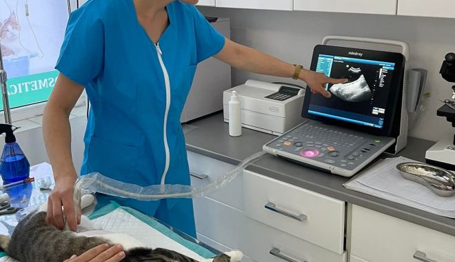 15 mai - Ziua națională a medicului veterinar - 28029051853410814484674262300888-1652609878.jpg