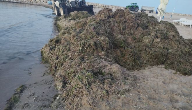 Peste 800 de tone de alge strânse de pe plajă, în ultima săptămână