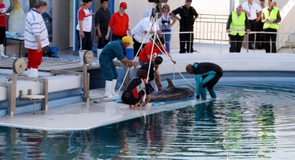 Ni-Ni, Pei-Pei și Chen-Chen au ajuns la Delfinariul din Constanța - 29a1c68c28579852a9fc42e4b4ec9088.jpg