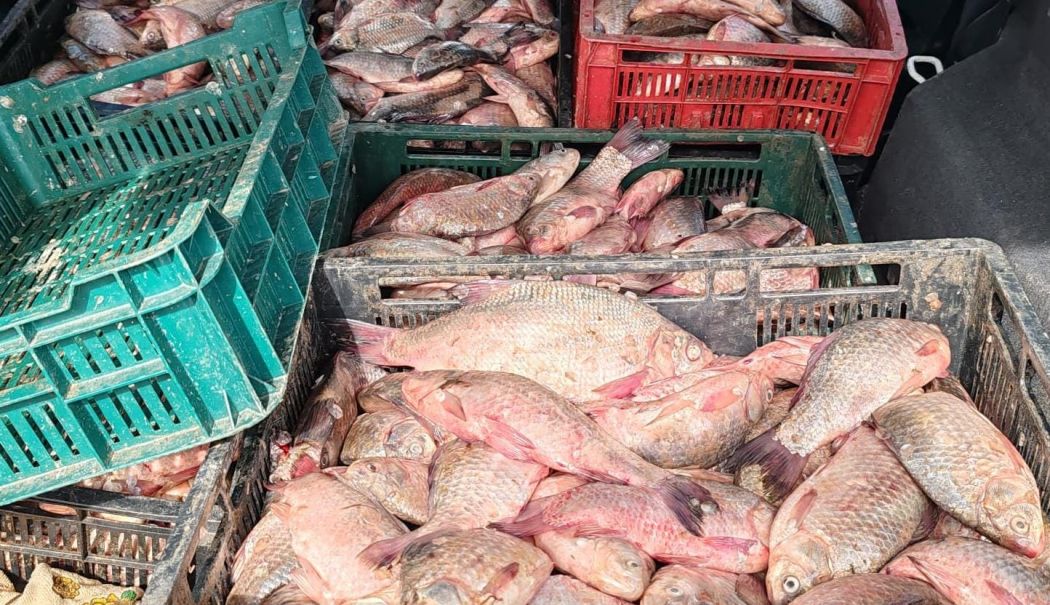 110 kilograme de caras, găsite în mașina unui bărbat din localitatea Fântânele