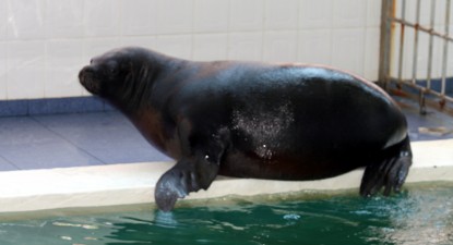 Spectacolele de la Delfinariu au fost reluate cu cei doi lei de mare - 2c763e4edb2668e6e3db920ea66f64a8.jpg