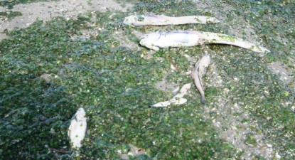Turiștii de pe litoralul românesc fac baie printre pești morți - 2f07ed0a816d8f8aadea33818d01e259.jpg
