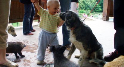 Câinele a ajuns tiranul familiei și al vecinilor - 2f893e8343792e2fce3b2c05653df01a.jpg