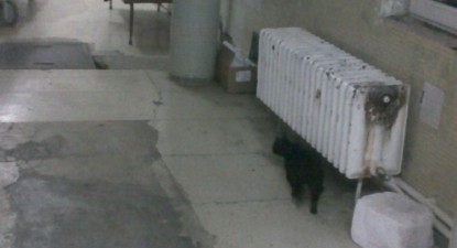 Pacient cu blană în Spitalul Județean! - 2f9cd3c02e4e9940015fe9b9df94c08d.jpg