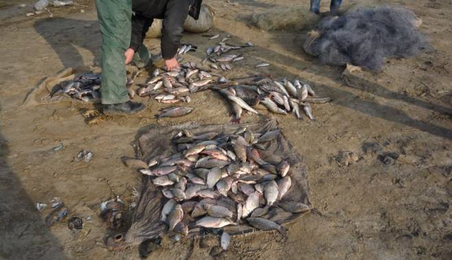 Braconajul piscicol, în floare în Dobrogea - 2februariebraconajpiscicol-1422872443.jpg