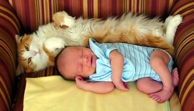 Părul unei pisici sănătoase nu e periculos - 2iulieveterinar2-1341238192.jpg