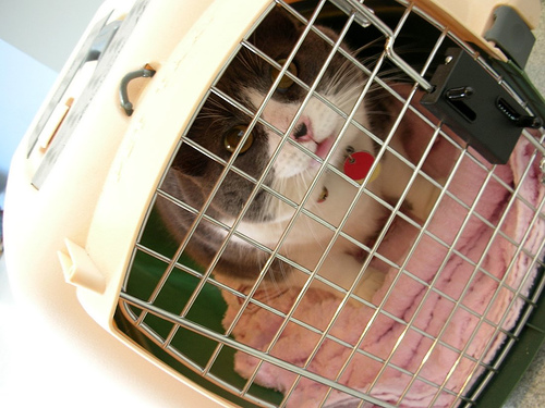Ce noi condiții trebuie să respecte constănțenii care circulă cu animalele de companie în țările UE - 2original-1329412204.jpg