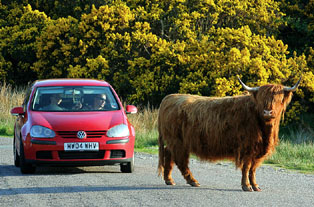 Vaca și Volkswagen-ul… - 2septvacasimasina-1314971565.jpg