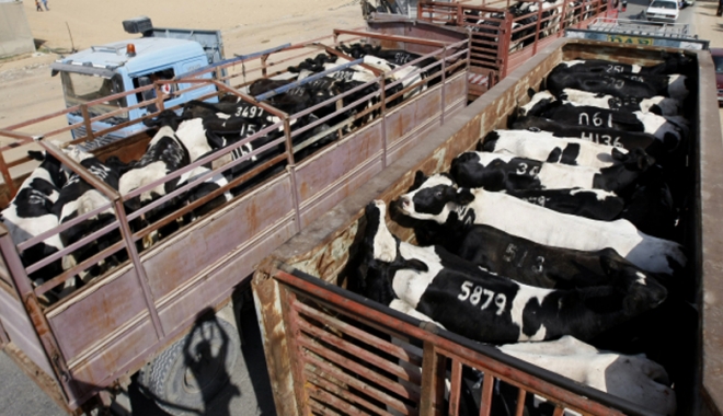 30 de camioane cu animale au fost blocate la frontiera bulgară cu Turcia! - 30decamioane-1461342548.jpg
