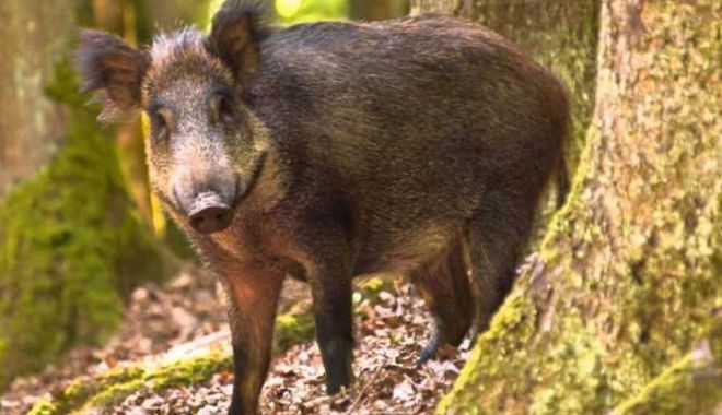 Focarele de pestă porcină s-au intensificat în ultima săptămână - 30defocare-1635870988.jpg
