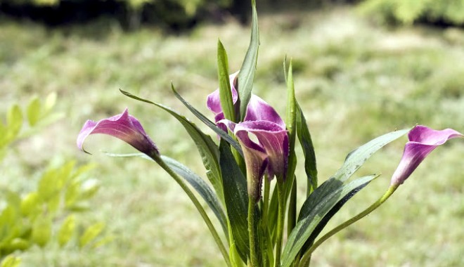 Floarea eleganței absolute - 30iuliefloareaeleganteicala-1375186511.jpg