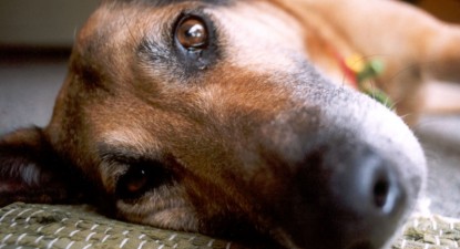 Veterinarul pe recepție - 313686839349f02ad9f7bf1ec81db552.jpg