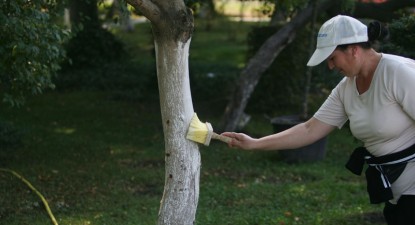 Primăria Constanța oferă cinci miliarde de lei vechi pentru văruitul copacilor - 31f569abcf6f35ba049a6eb60721524e.jpg