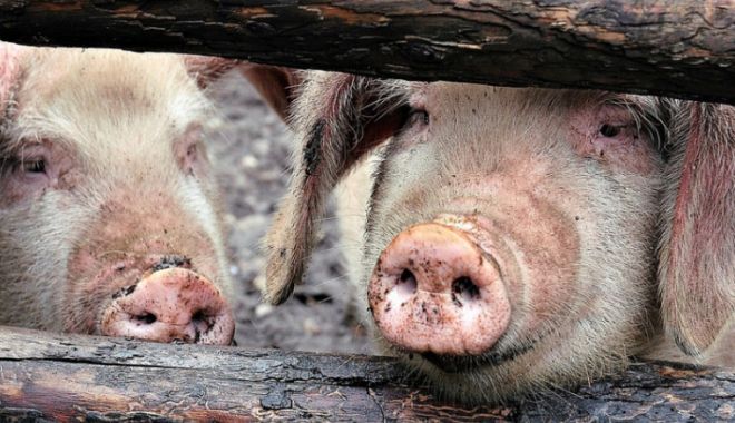 Un nou focar de pestă porcină! - 331572-1544112701.jpg