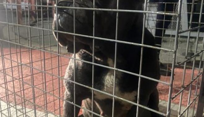 FEMEIE ATACATĂ DE CÂINI DE LUPTĂ, SCĂPAŢI DINTR-O CURTE! Gestul de moment al victimei i-a salvat viaţa! - 33201701812579794247563003277030-1676637137.jpg