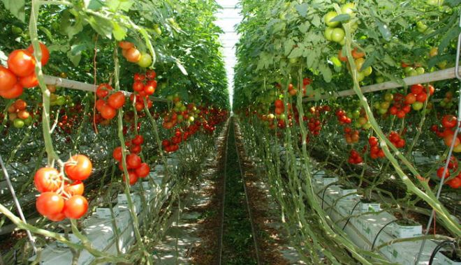 3.353 de fermieri au primit ajutorul de minimis pentru cultivarea tomatelor - 3353defermieriauprimitajutorulde-1528886511.jpg