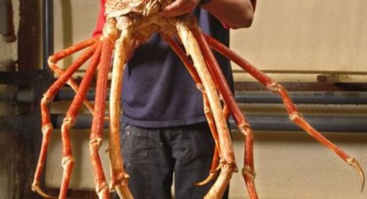 Crabzilla, descoperit în Oceanul Pacific - 340e910da91b75ce05a65ebf0ccdd778.jpg