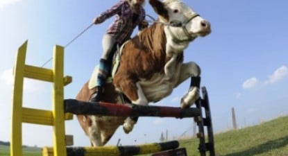 O vacă din Marea Britanie se crede cal: A fost antrenată să sară garduri - 3455f3b86ee04c3e5f9c1c89a7b6611d.jpg