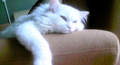 Veterinarul pe recepție - 34fdee87bc00bb23550a694d1560dbe8.jpg