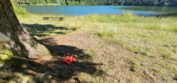 Accesul la Lacul Sf Ana, interzis cu bagaje, pentru descurajarea celor care fac picnic în pădure - 35515772967938483423553253580140-1688397342.jpg