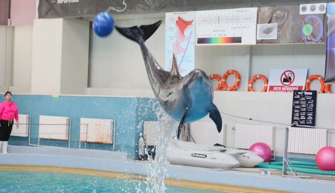 Delfinariul Constanţa a decis să suplimenteze numărul spectacolelor! - 36377991368465656037266790015389-1690450780.jpg