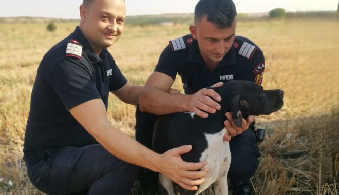 O căţeluşă a fost salvată de pompieri dintr-o fântână adâncă de 12 metri