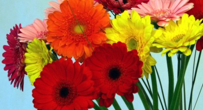 Cum se îngrijește gerbera - 37c8e81804920f5e6a5a1068bd59a859.jpg
