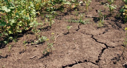 45% din suprafața agricolă este afectată de secetă - 397496b08cad2d4d69ee3a7f527d8160.jpg