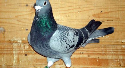 Constanța va intra în circuitul curselor de porumbei - 397d0aadbd52a83510ccf0d9c6092405.jpg