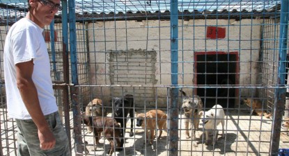800 de câini maidanezi sunt adunați, lunar, de pe străzile Constanței (galerie foto) - 39d03a3562c450fec0091a5391c27e11.jpg