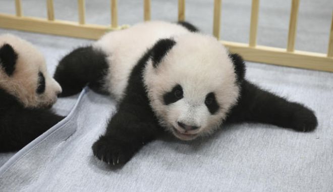 Puii gemeni de urs panda uriaş născuţi la o grădină zoologică din Japonia au primit nume - 3a19015589355781116e94737eff2bab-1633857933.jpg