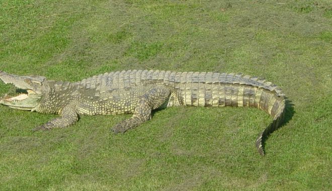 Opt pui de crocodil siamez, specie în pericol critic de dispariție, decoperit în Cambodgia - 3crocodilsiamez-1632317189.jpg