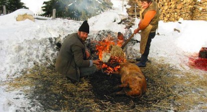 Primarii constănțeni au tăiat porcul - 3ddf6762d2487bd23093ddd1dbf0dd56.jpg