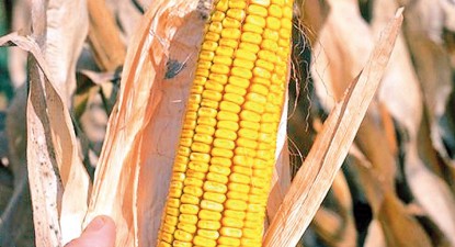 Fermierii constănțeni stau departe de porumbul modificat genetic - 3dfbf3b3c53c9a8744f6d0572b9158cf.jpg