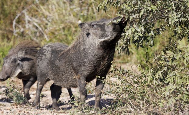 Prinși la vânătoare de porci mistreți - 4-1329120961.jpg