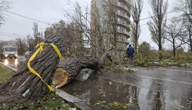 Echipele de țapinari lucrează pentru degajarea copacilor căzuți. Au fost făcute peste 60 de sesizări - 40597632073639673519794358574904-1700996091.jpg