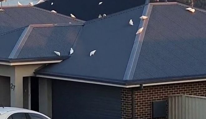 Daily Mail: Moment bizar în Australia. Mii de păsări iau cu asalt o suburbie - 423166409520273imagem20161960186-1619684471.jpg
