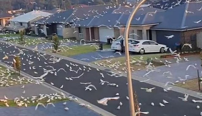 Daily Mail: Moment bizar în Australia. Mii de păsări iau cu asalt o suburbie - 423166429520273imagem18161960184-1619684386.jpg